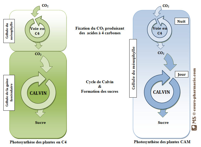 Mécanismes photosynthétiques des plantes en C4 & CAM